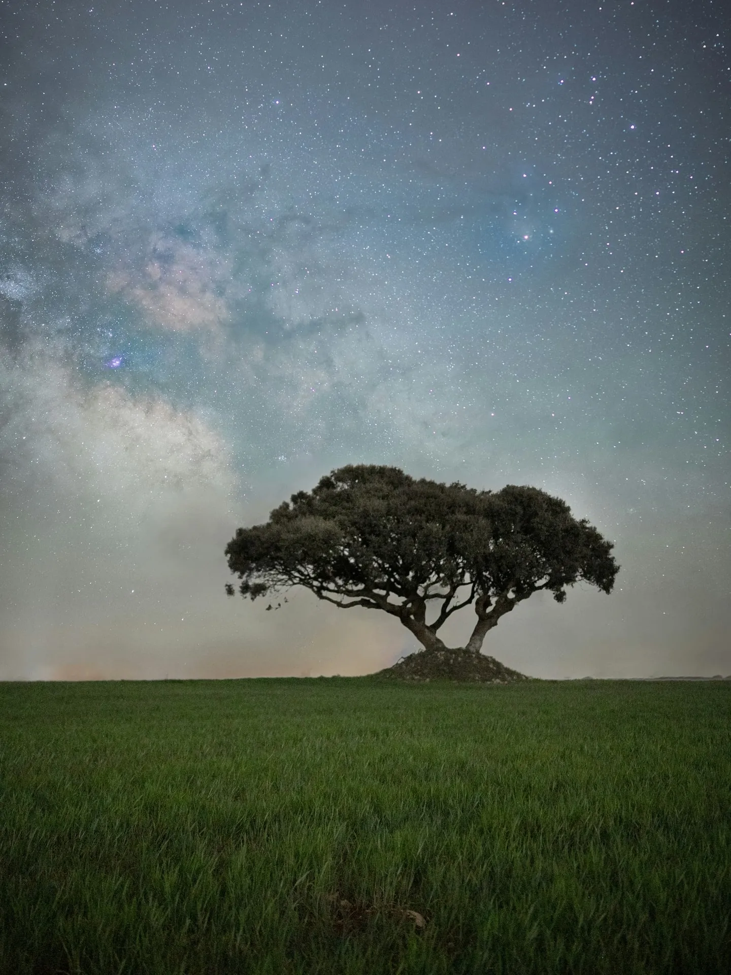 Un arbre solitaire sous un ciel rempli d’étoiles