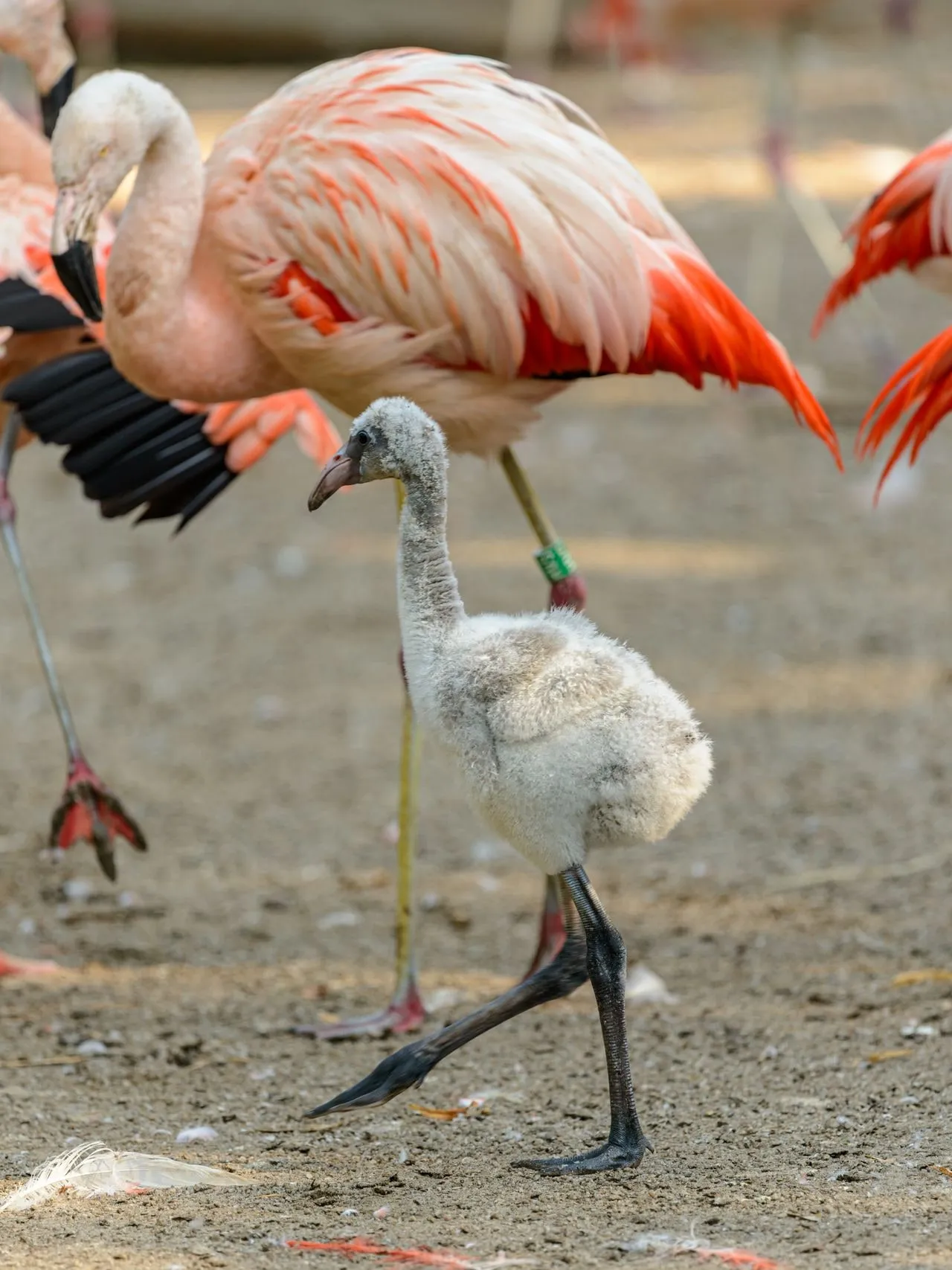 Un poussin de flamant au duvet gris marchant à côté d’un adulte au plumage rose