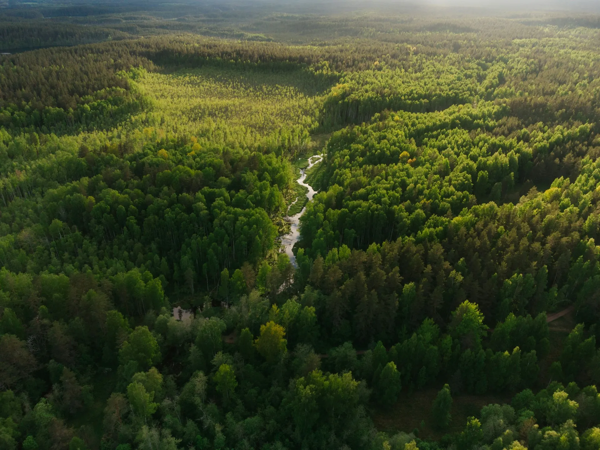 Une immense forêt vue du ciel, traversée par une petite rivière