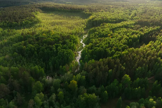 Une immense forêt vue du ciel, traversée par une petite rivière