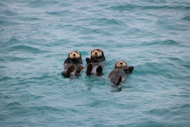 Trois loutres de mer flottant sur le dos, côte à côte, à la surface de l'eau