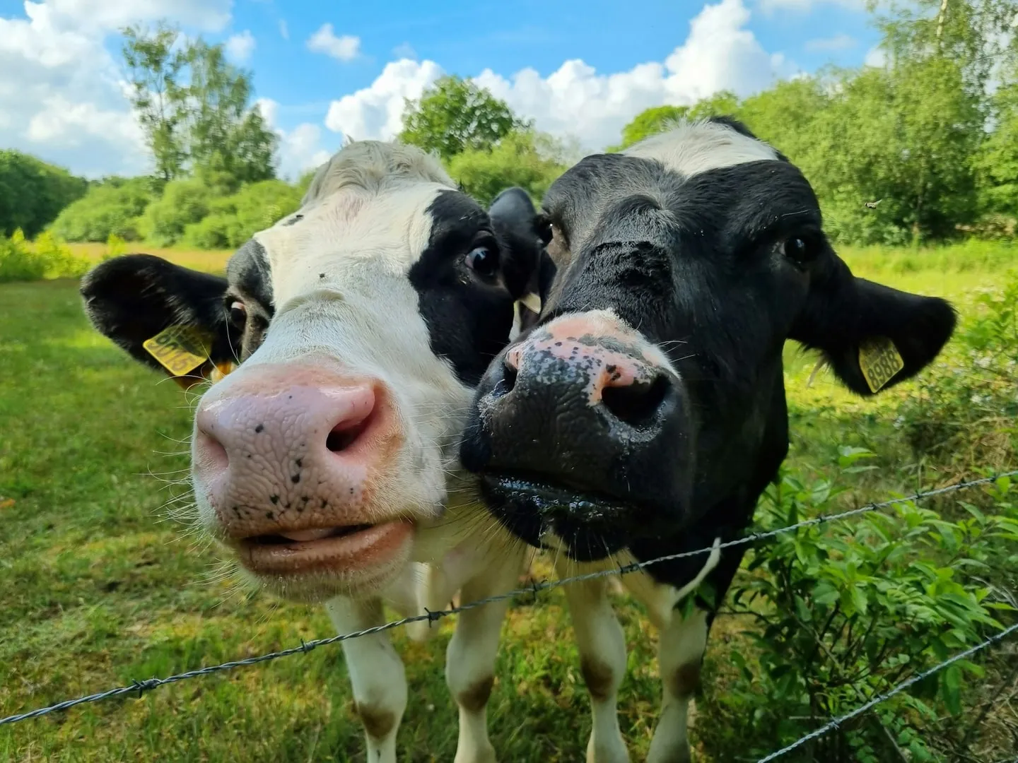 Deux vaches noir et blanc, museau contre museau, dans un pré